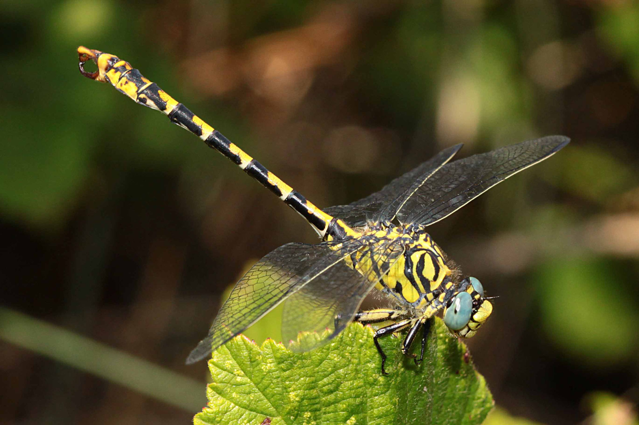 Westliche Zangenlibelle, Onychogomphus forcipatus unguiculatus, Männchen, (Südfrankreich).