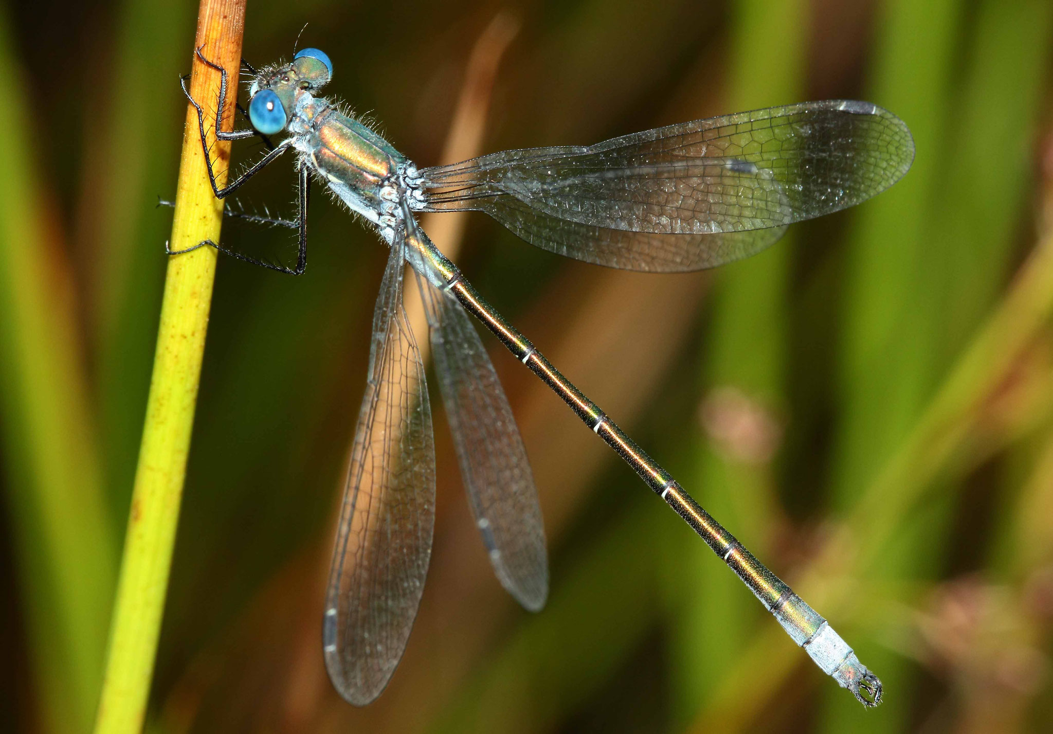 Glänzende Binsenjungfer, Lestes dryas, Männchen.