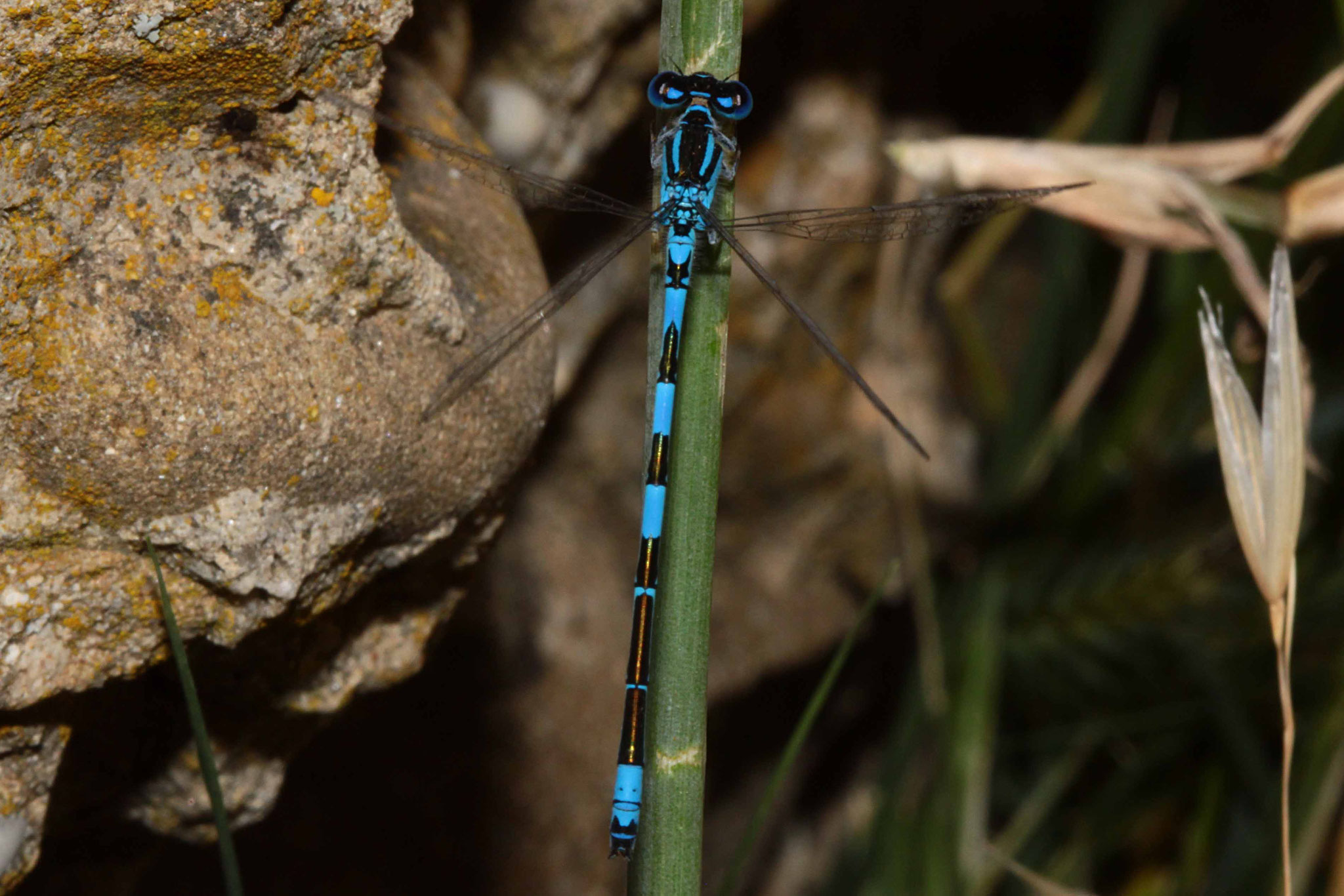 Südliche Azurjungfer, Coenagrion caerulescens, Männchen, (Südfrankreich).
