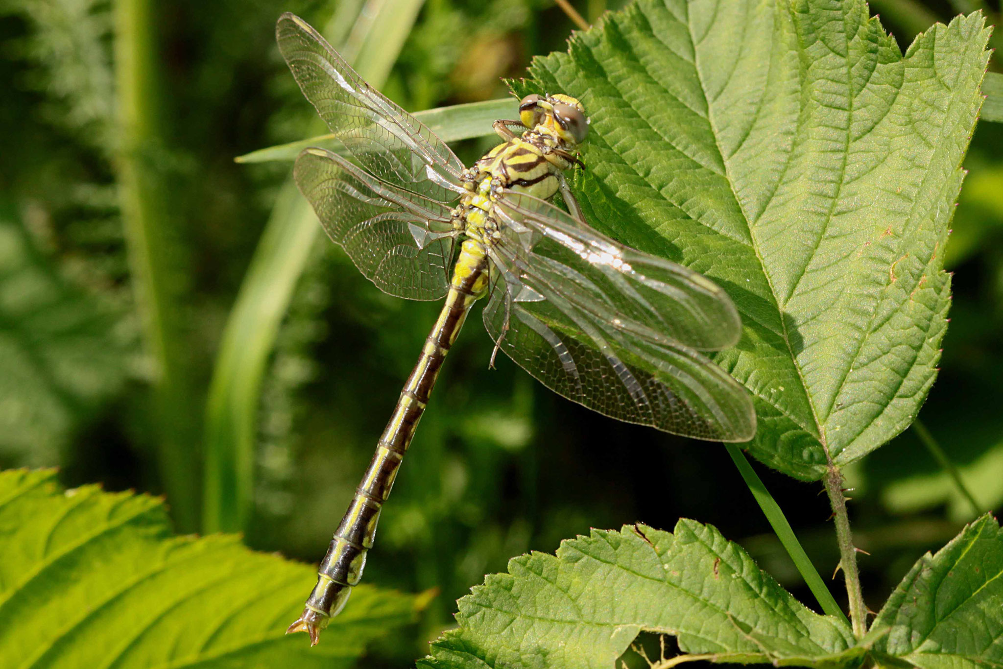 Asiatische Keiljungfer, Gomphus flavipes, junges Männchen.