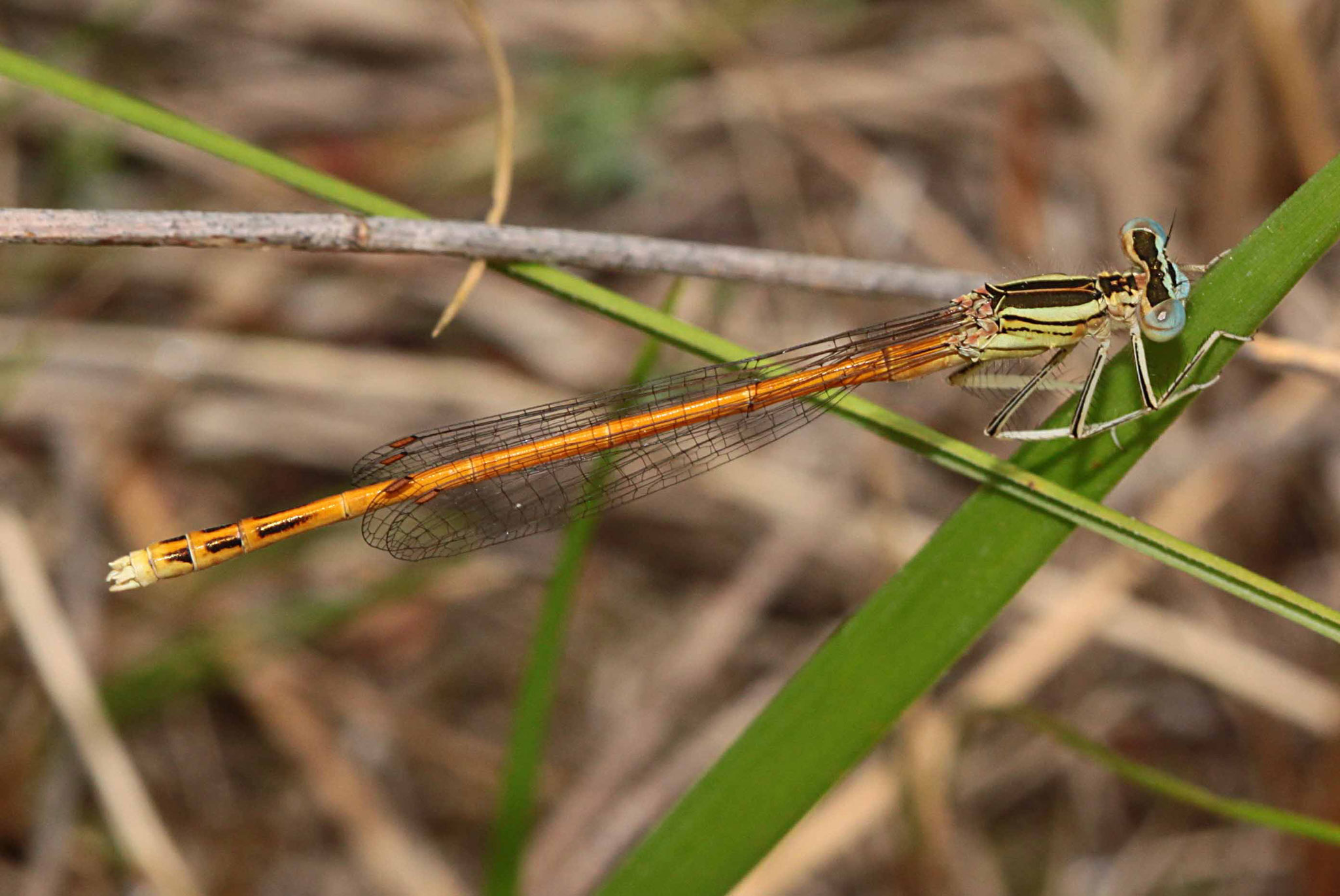 Rote Federlibelle, Platycnemis acutipennis, Männchen, (Südfrankreich).