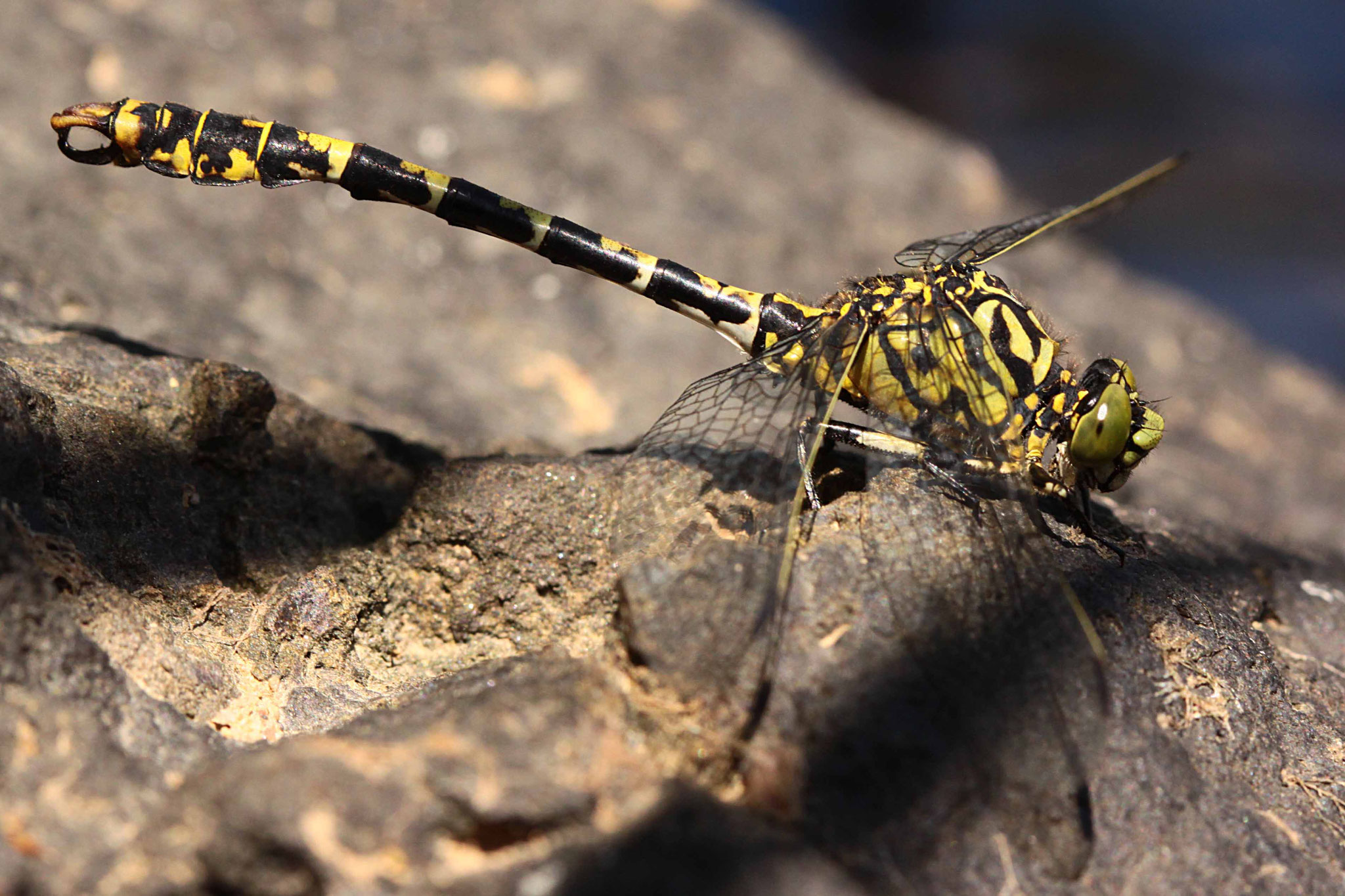 Kleine Zangenlibelle, Onychogomphus forcipatus, Männchen.
