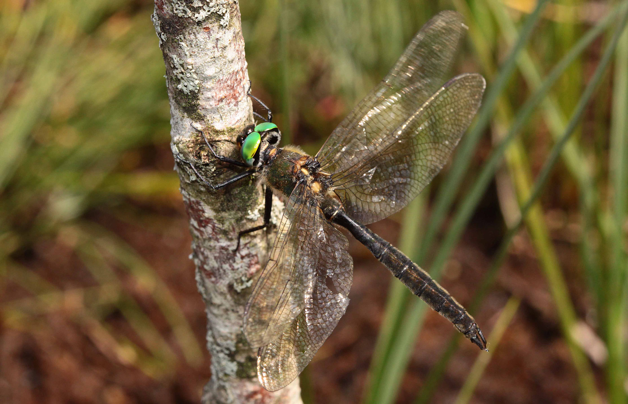 Alpen-Smaragdlibelle, Somatochlora alpestris, Männchen.