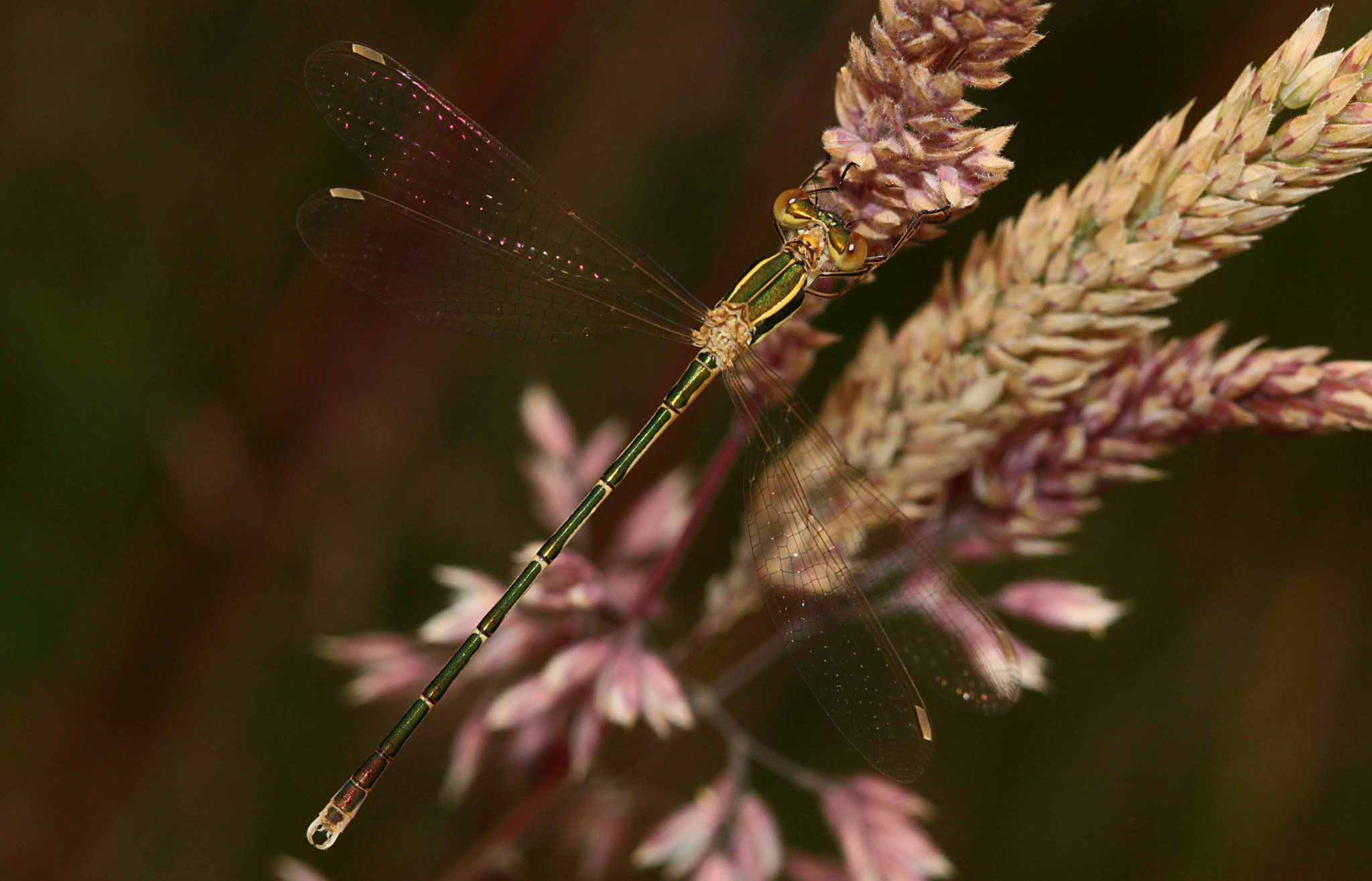 Südliche Binsenjungfer, Lestes barbarus, Männchen.