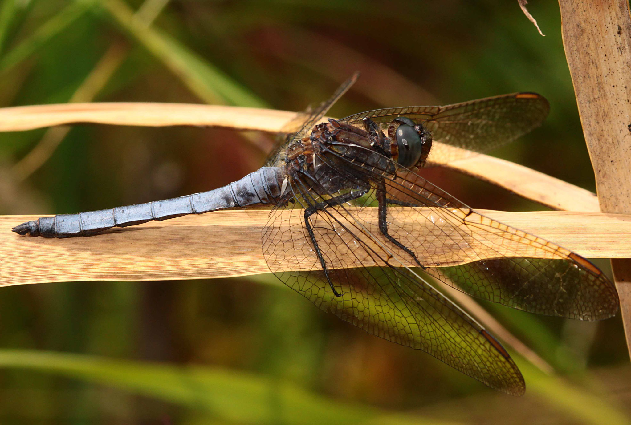Kleiner Blaupfeil, Orthetrum coerulescens, Männchen.