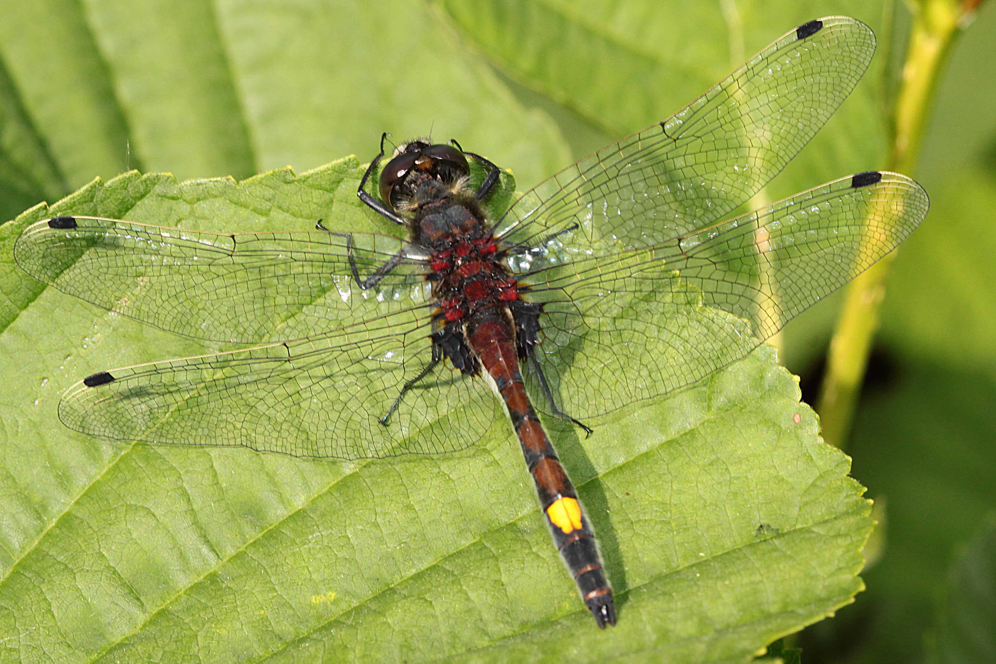 Große Moosjungfer, Leucorrhinia pectoralis, Männchen.