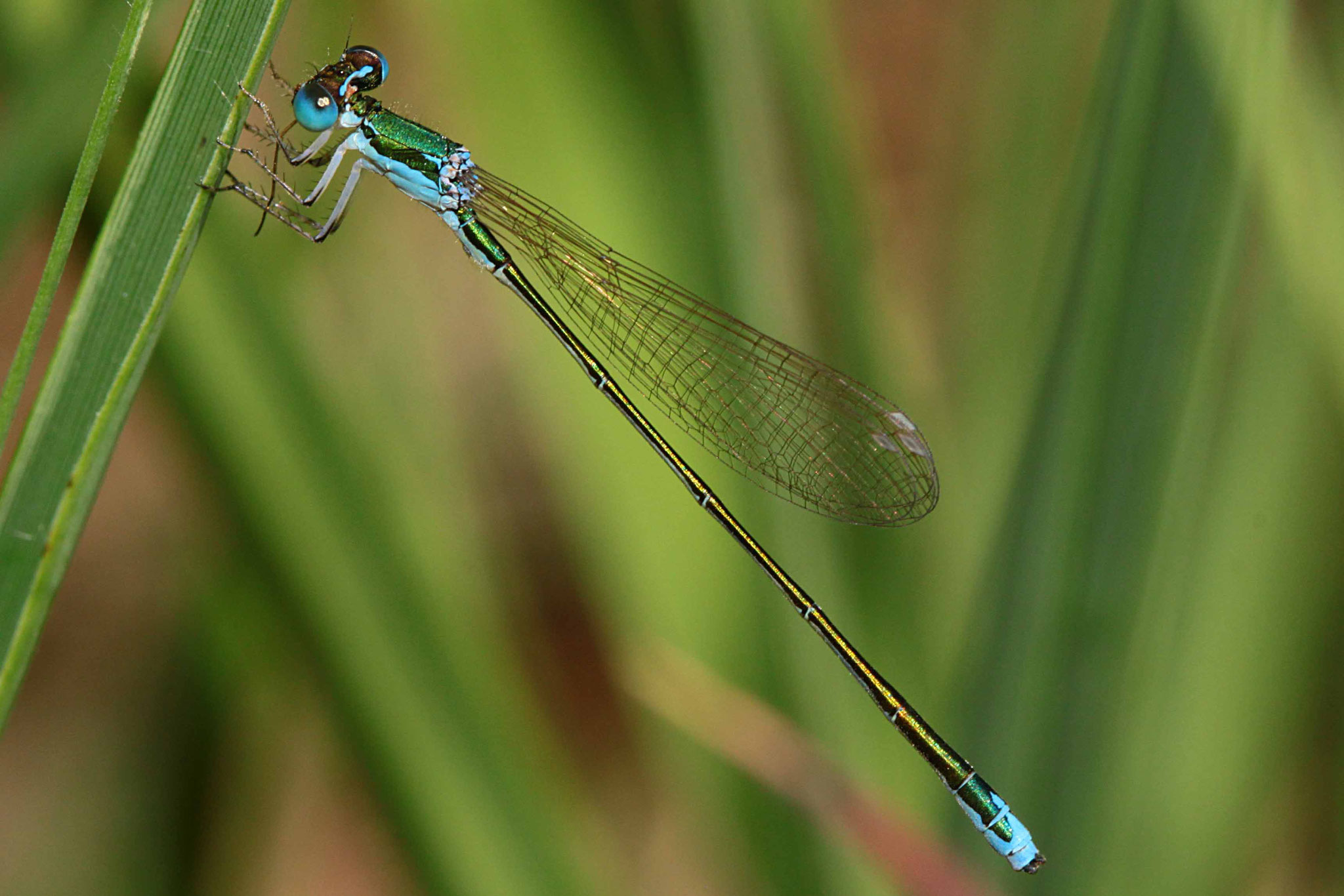 Zwerglibelle, Nehalennia speciosa, Männchen.