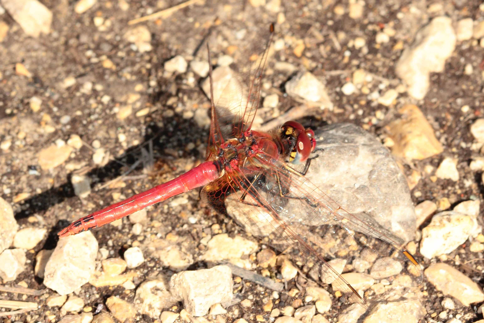 Frühe Heidelibelle, Sympetrum fonscolombii, Männchen.