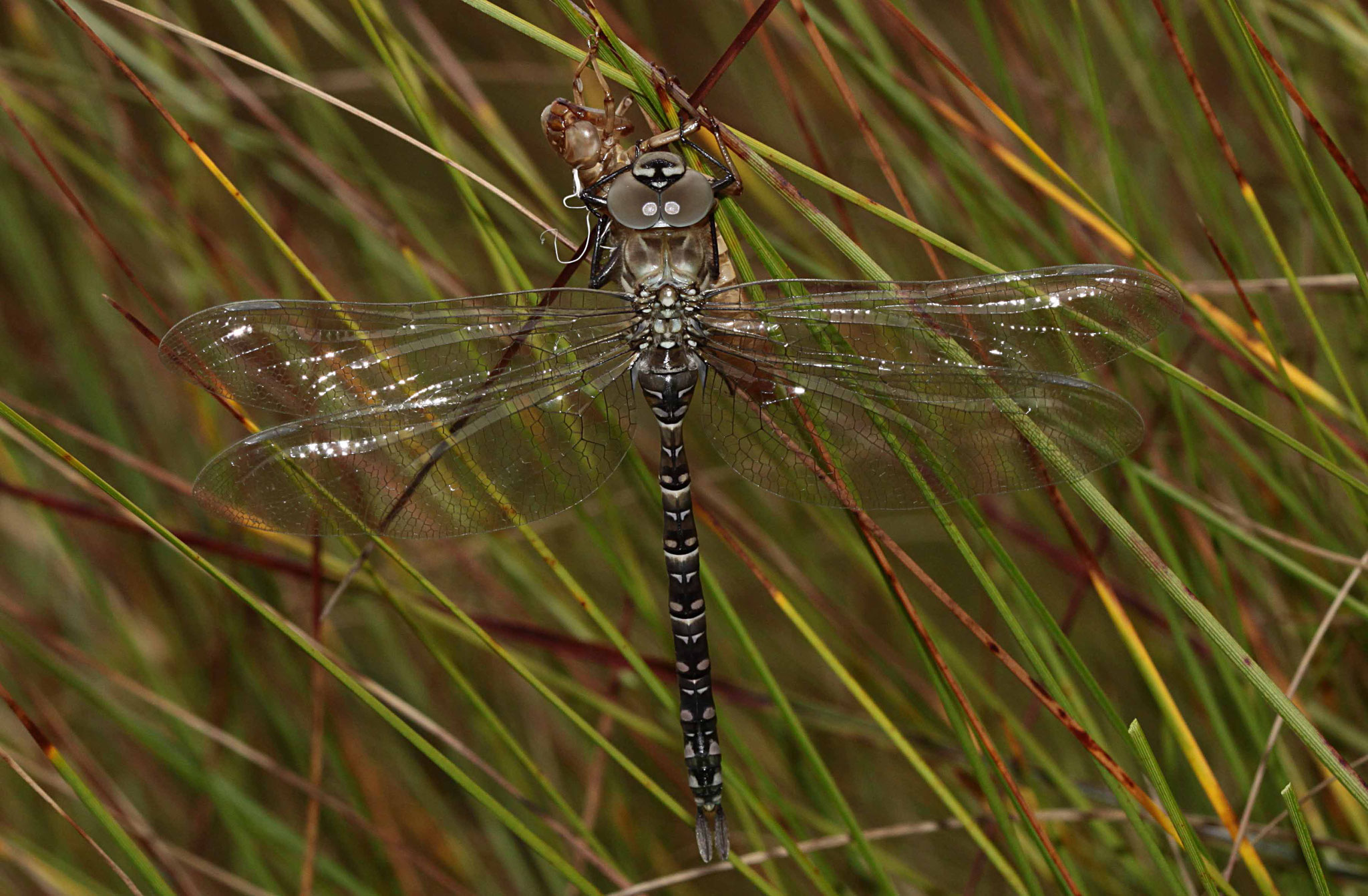 Hochmoor-Mosaikjungfer, Aeshna subarctica elisabethae, Männchen.