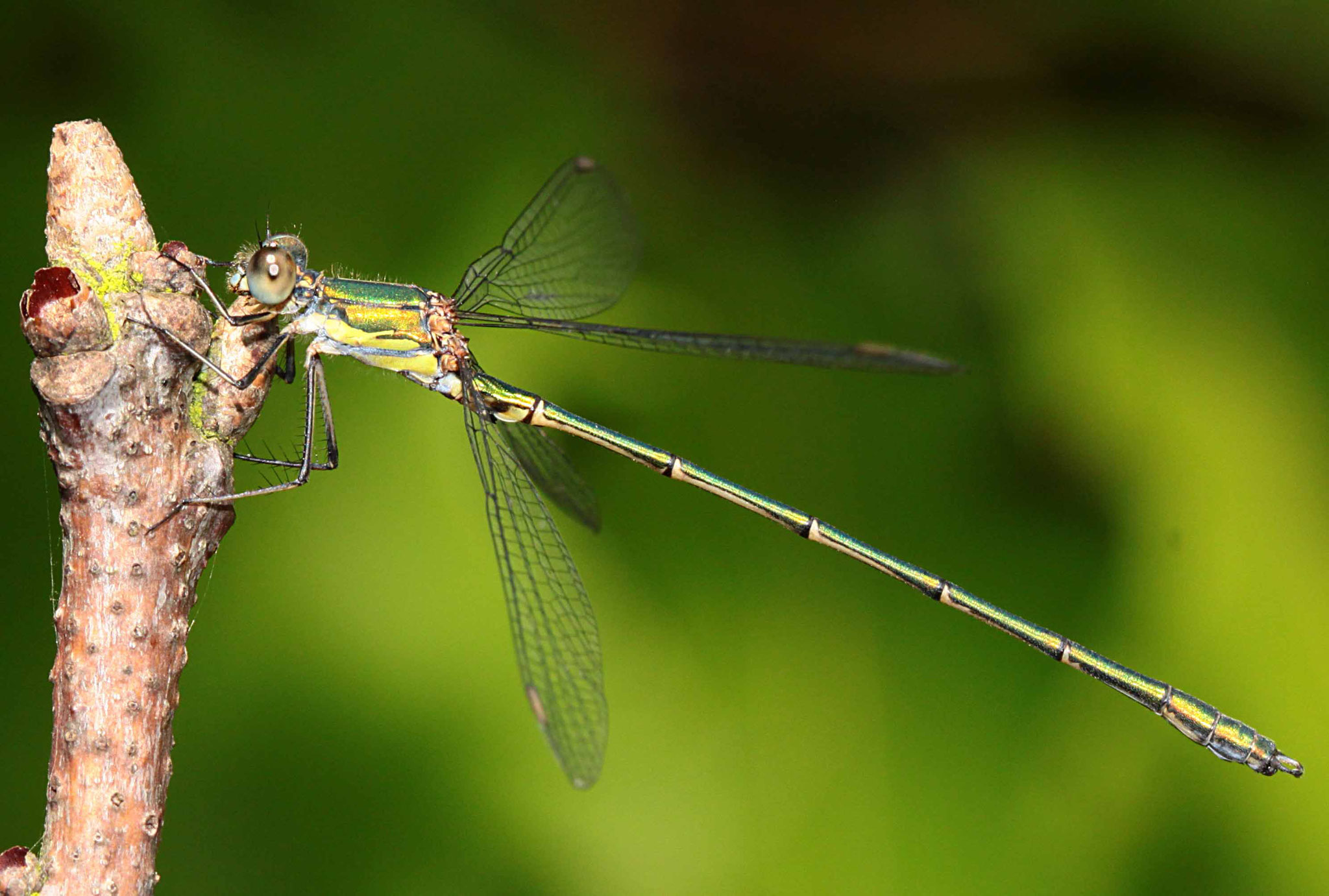 Gemeine Weidenjungfer, Lestes viridis, Männchen.