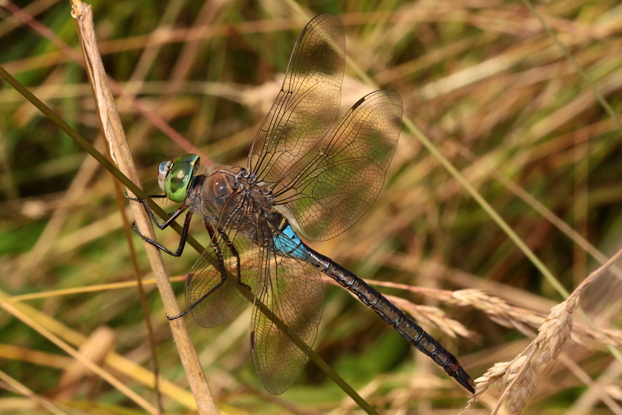 Kleine Königslibelle, Anax parthenope, Männchen.